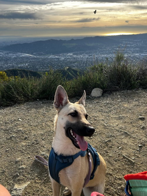 Ella - located in CA — thumbnail 7