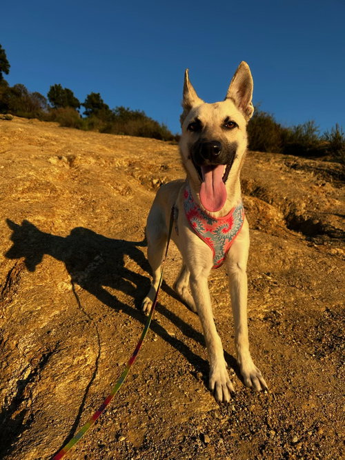 Ella - located in CA — thumbnail 8