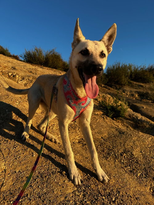Ella - located in CA — thumbnail 10
