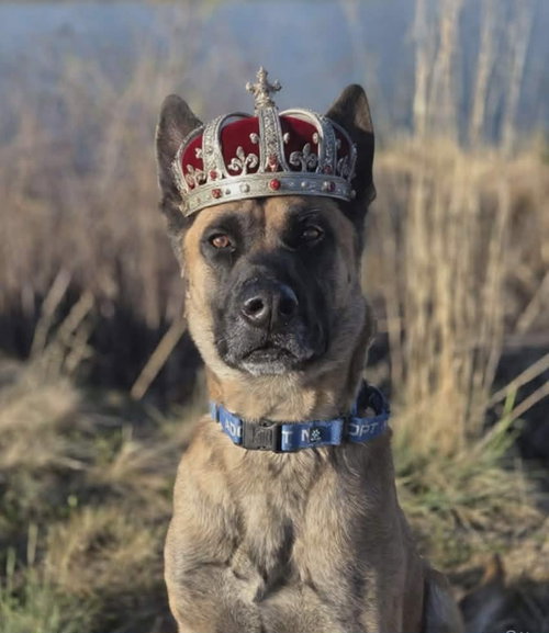 Arthur - Located in CO, an adoptable Belgian Shepherd Malinois in Imlay City, MI