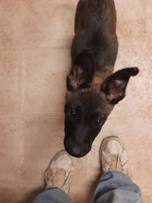animaniacs litter Mindi located in El Paso, TX — thumbnail 5