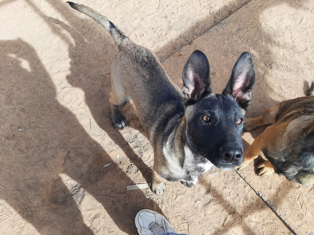 animaniacs litter Mindi located in El Paso, TX Image