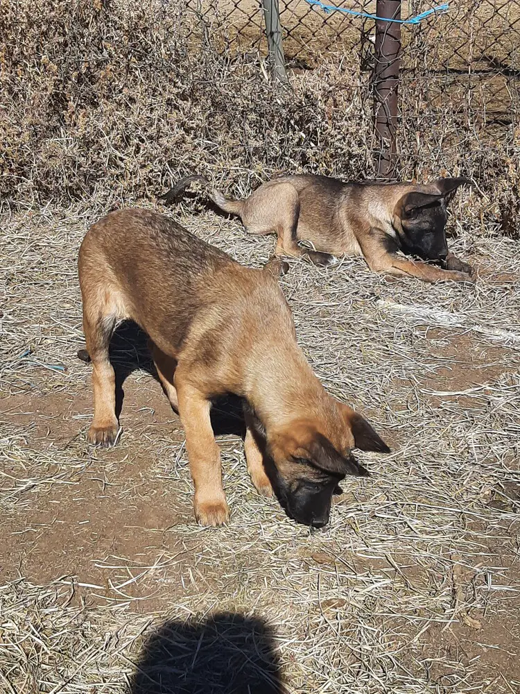 Animaniacs Litter - Mindi - Located In El Paso Tx image 2