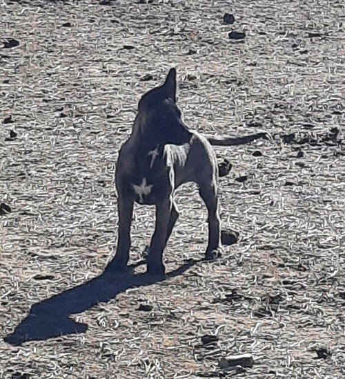 Photo 4 of Animaniacs Litter - Mindi - Located in El Paso, TX