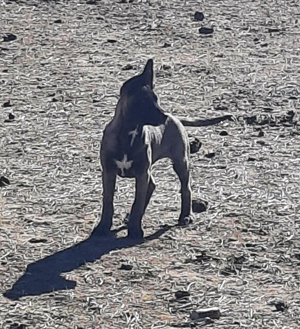 Animaniacs Litter - Mindi - Located in El Paso, TX