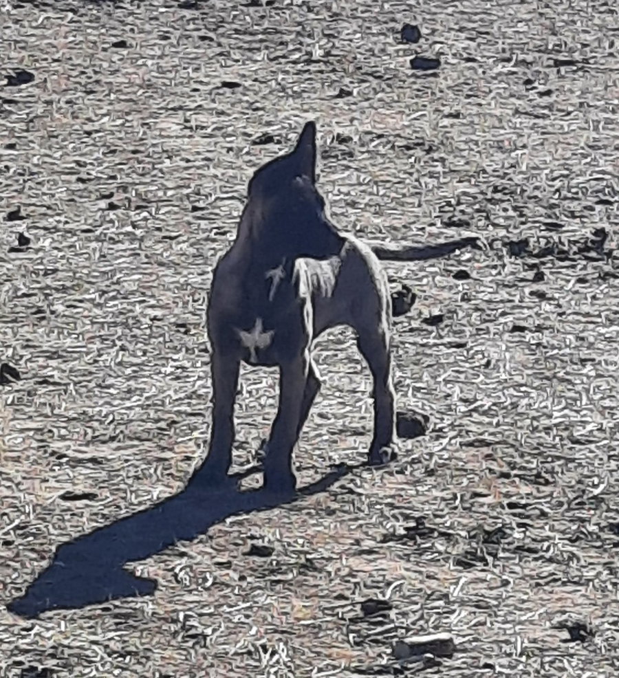 Animaniacs Litter - Mindi - Located in El Paso, TX