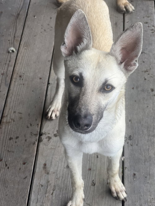 Bella - located in CA — thumbnail 7