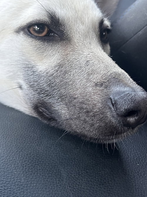 Bella - located in CA — thumbnail 8