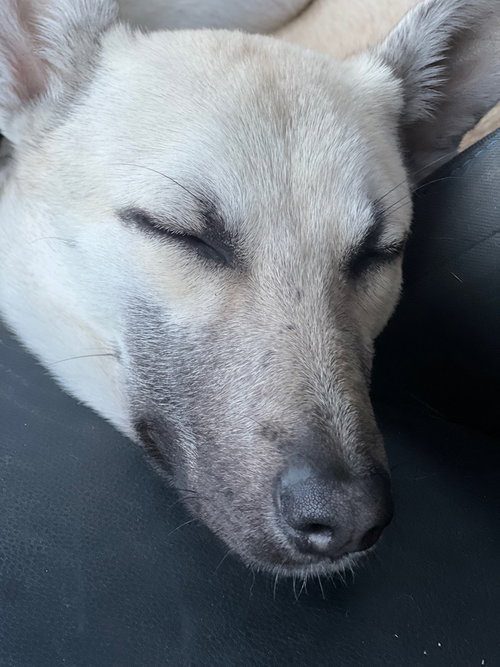 Bella - located in CA — thumbnail 10