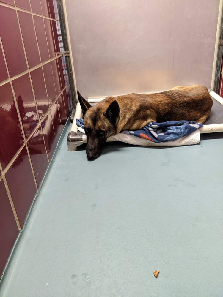 Hunter - Located in Texas Image