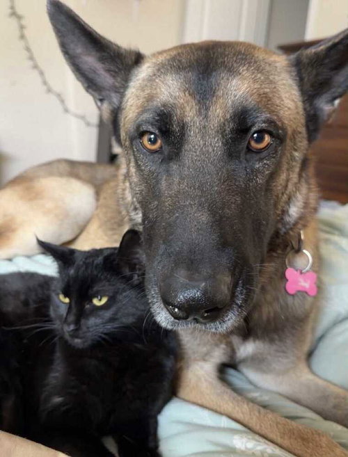 Hunter - Located in Texas, an adoptable Belgian Shepherd Malinois in Imlay City, MI