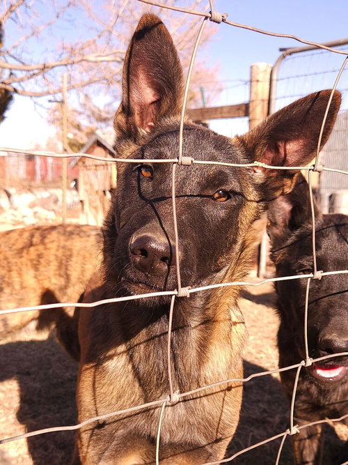 Bosque River Pups in NM — thumbnail 8