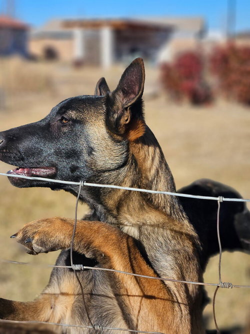 Bosque River Pups in NM — thumbnail 10