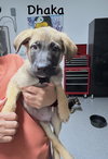 Worldwide Woofs Litter - Dhaka located in Arizona - Photo 1