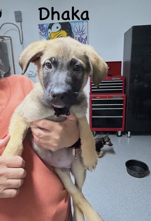 WORLDWIDE WOOFS LITTER - DHAKA LOCATED IN ARIZONA - Belgian Shepherd Malinois / German Shepherd Dog available for adoption