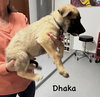 Worldwide Woofs Litter - Dhaka located in Arizona - Photo 2