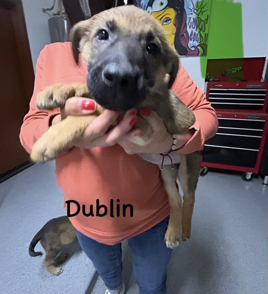 Worldwide Woofs Litter - Dublin Located In Arizona