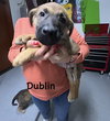 Worldwide Woofs Litter - Dublin located in Arizona - Photo 1
