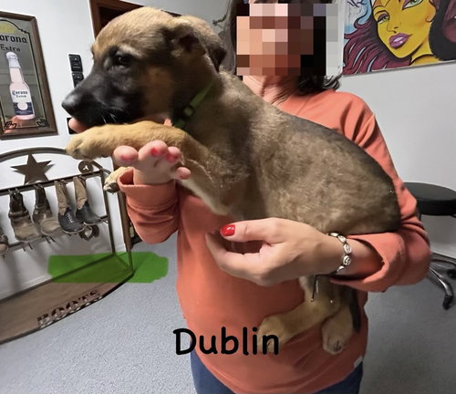 WORLDWIDE WOOFS LITTER - DUBLIN LOCATED IN ARIZONA - Belgian Shepherd Malinois / German Shepherd Dog available for adoption