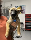 Worldwide Woofs Litter - Vienna located in Arizona - Photo 1