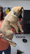 Worldwide Woofs Litter - Vienna located in Arizona - Photo 2