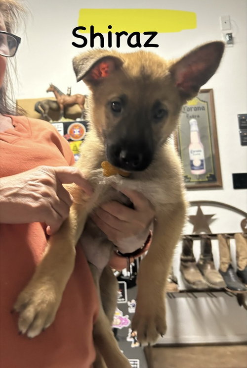 WORLDWIDE WOOFS LITTER - SHIRAZ LOCATED IN ARIZONA - Belgian Shepherd Malinois / German Shepherd Dog available for adoption