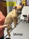 Worldwide Woofs Litter - Shiraz located in Arizona - Photo 3