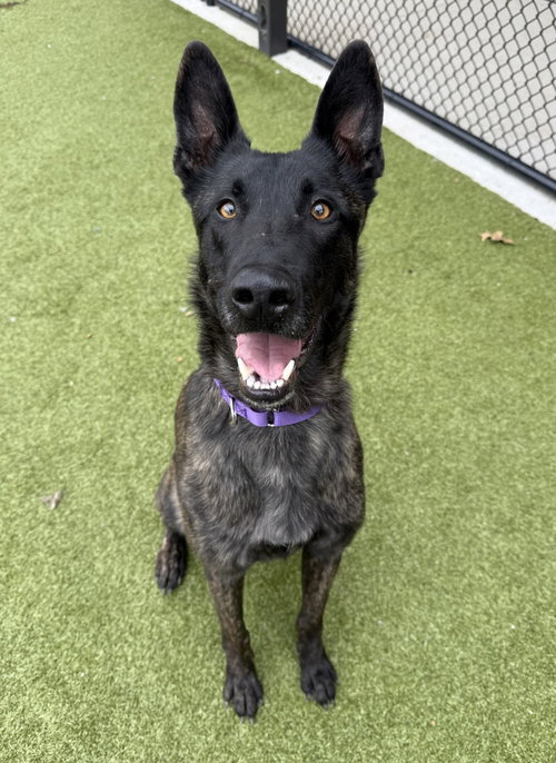 picture of the dog needing adoption