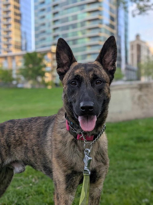 Photo 2 of Ryder - Located in IL