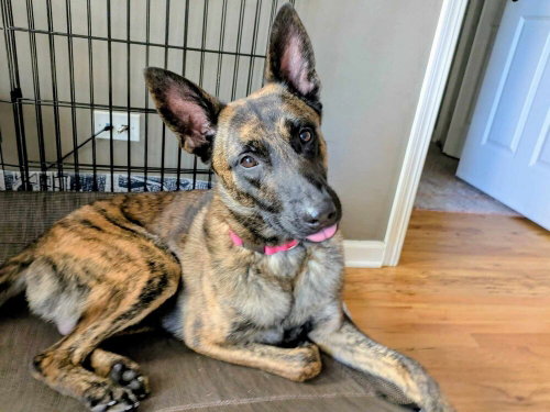 Photo 4 of Ryder - Located in IL