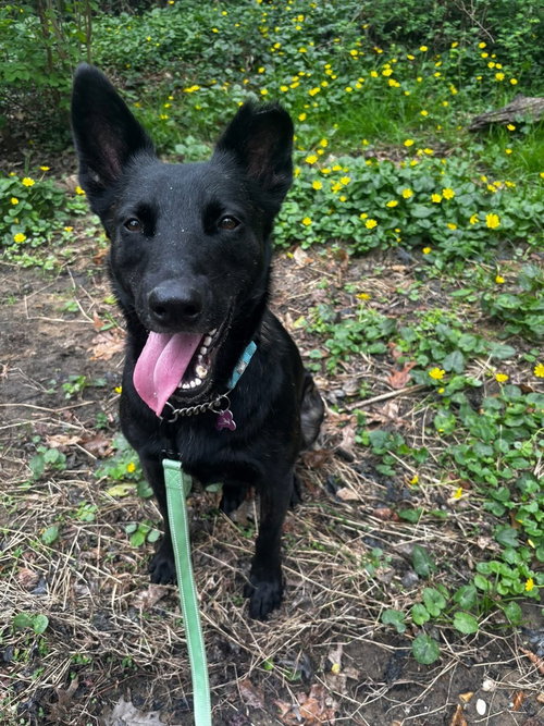 picture of the dog needing adoption