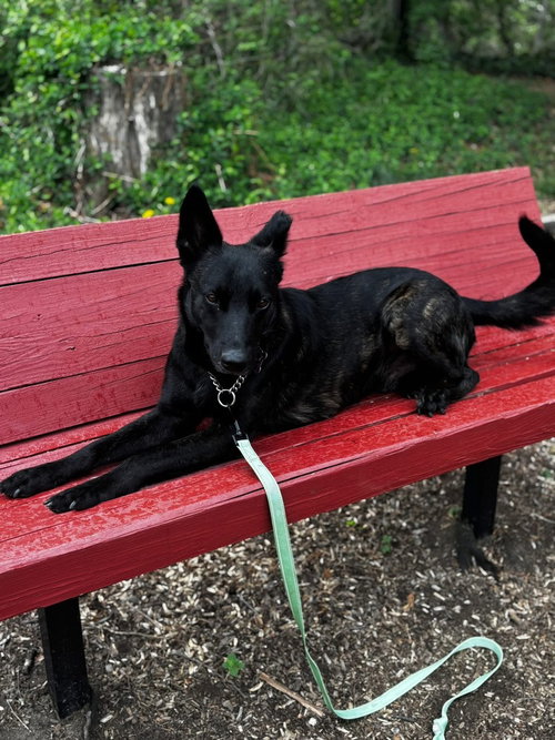 Photo 2 of Inky - Located in VA