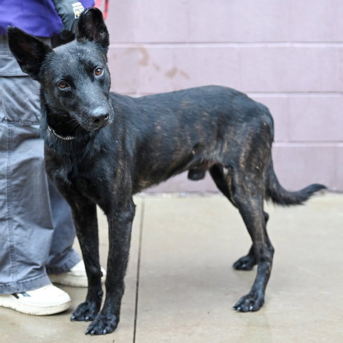 Photo 4 of Inky - Located in VA