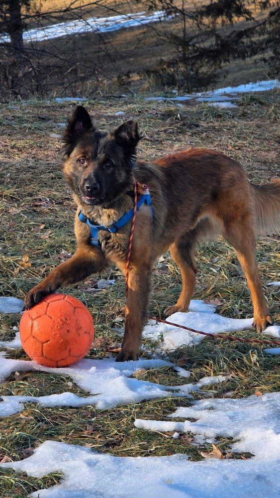 Shepherd