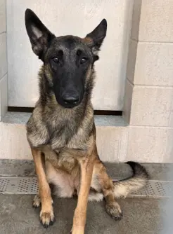 Flora Located In California - Belgian Shepherd Malinois