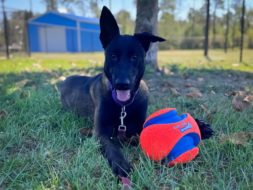 picture of the dog needing adoption