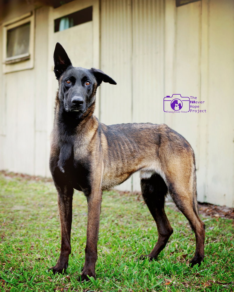 Scout - Located in Florida, photo 2