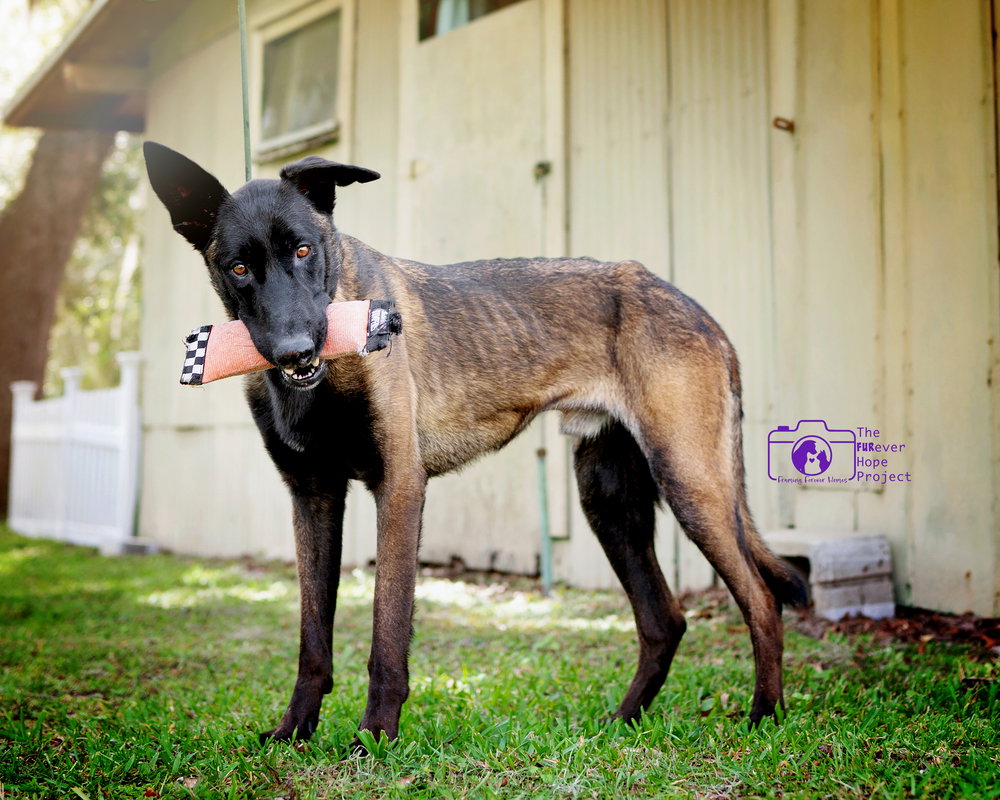 Scout - Located in Florida, photo 3