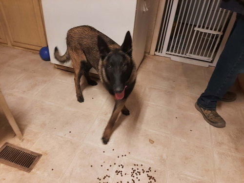 picture of the dog needing adoption