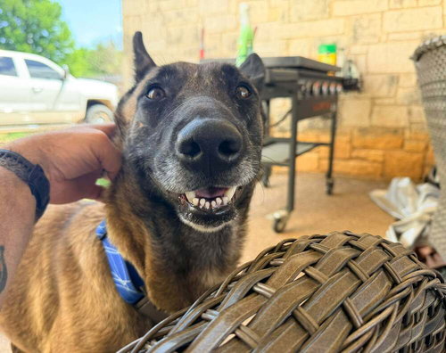 Velma- Located in Texas, an adoptable Belgian Shepherd Malinois in Imlay City, MI