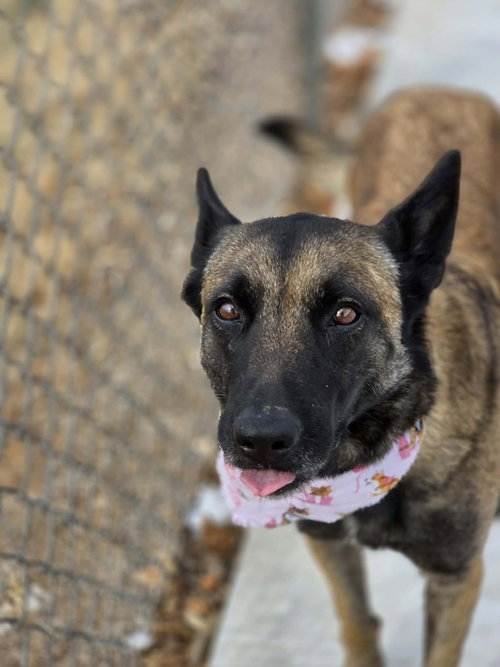 Jesse - Located in WA, an adoptable Belgian Shepherd Malinois in Imlay City, MI