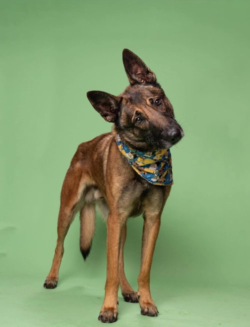 picture of the dog needing adoption