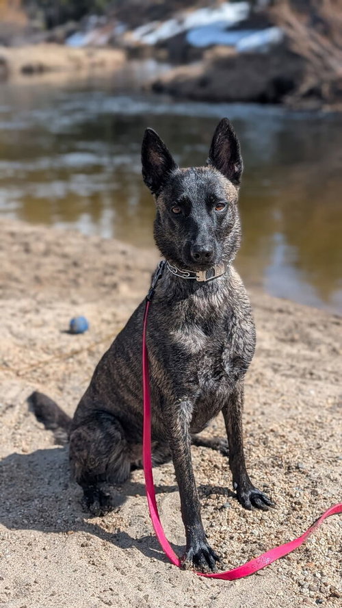 Aziza - Located in CA, an adoptable Dutch Shepherd in Imlay City, MI
