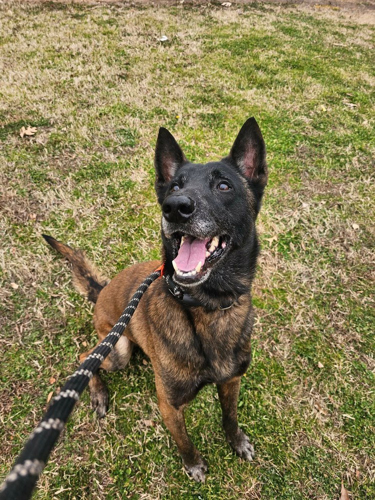 Shepherd