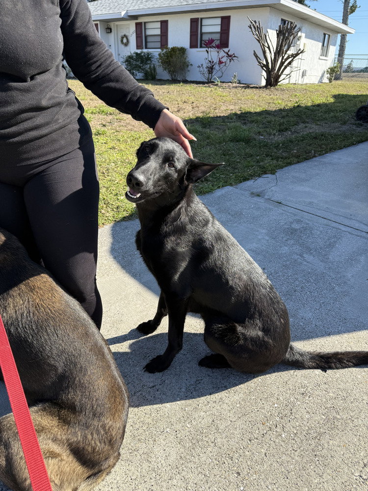 Lakeland Lookers - Momma Kira - Located in FL Image