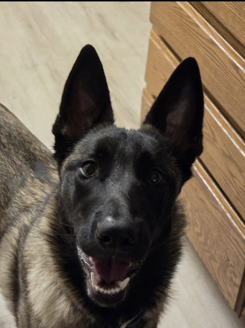 ASTEROID (FORMERLY EMMA) - LOCATED IN OR - Belgian Shepherd Malinois available for adoption
