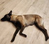 Asteroid (formerly Emma) - Located in OR - Photo 2