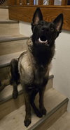 Asteroid (formerly Emma) - Located in OR - Photo 4