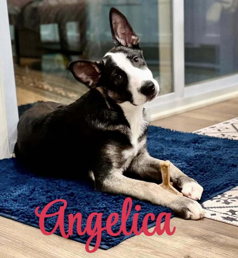 Shepherd