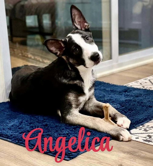 Angelica located in NC, an adoptable Dutch Shepherd in Imlay City, MI